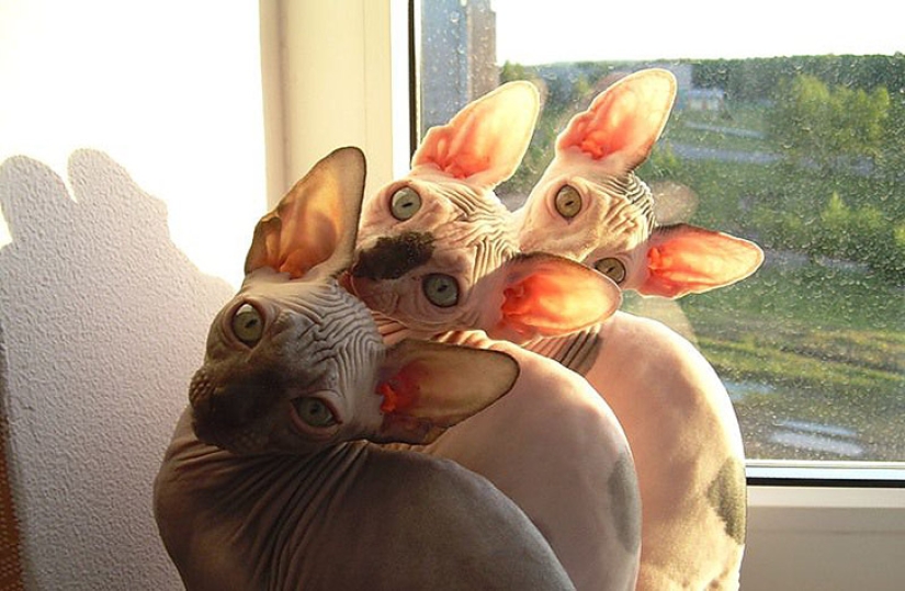 Menos estudiado, pero desesperadamente curioso hecho de que un gato puede ser sincronizado Menos estudiado, pero desesperadamente curioso hecho de que un gato puede ser sincronizado