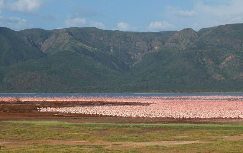 Millones de flamencos rosados