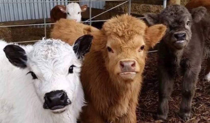 Mini cows are the new fashion for pets in the USA Mini cows are the new fashion for pets in the USA