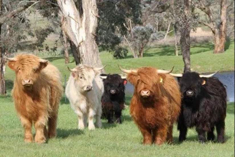 Mini cows are the new fashion for pets in the USA Mini cows are the new fashion for pets in the USA
