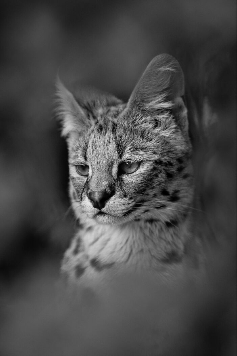 Mis fotografías favoritas en blanco y negro que he tomado en los últimos 18 años Mis fotografías favoritas en blanco y negro que he tomado en los últimos 18 años