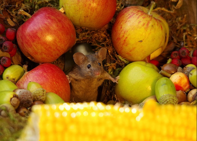 Mouse village British photographer Simon Dell