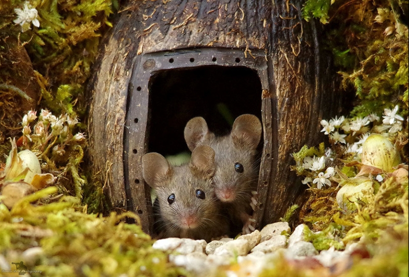 Mouse village British photographer Simon Dell