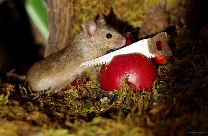 Mouse village British photographer Simon Dell