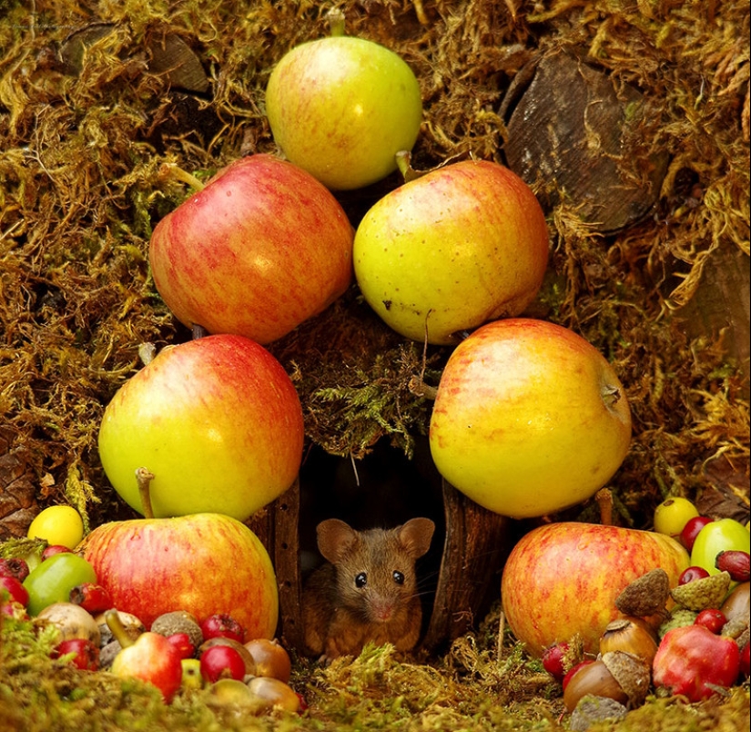 Mouse village British photographer Simon Dell