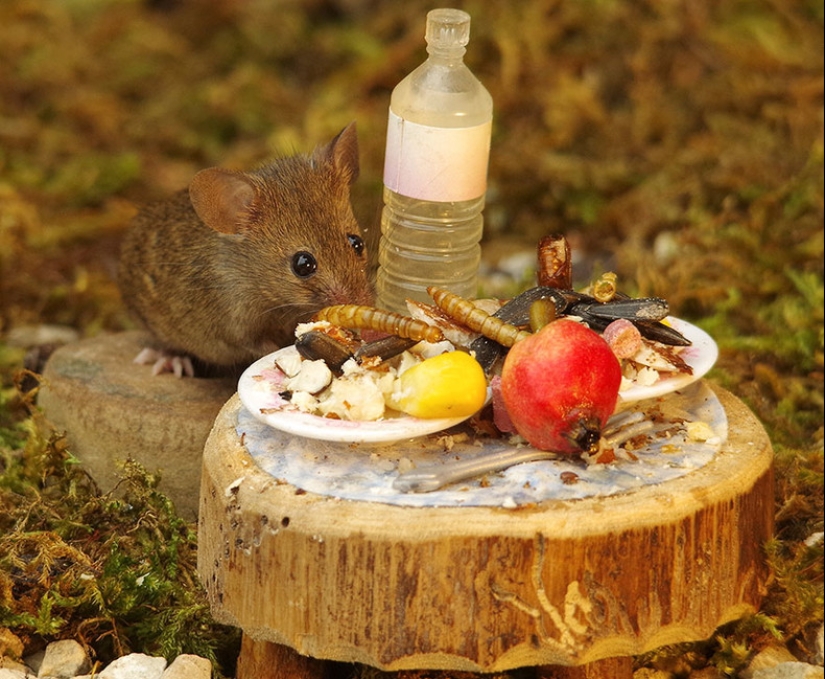 Mouse village British photographer Simon Dell