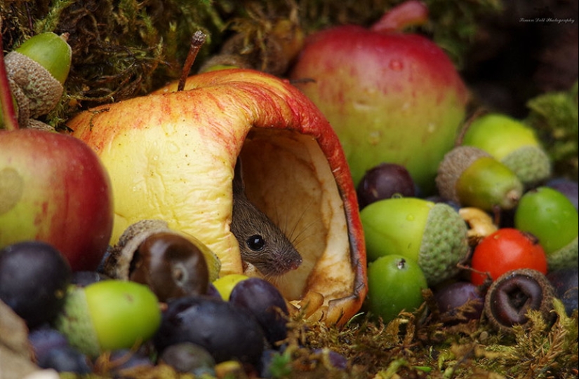 Mouse village British photographer Simon Dell