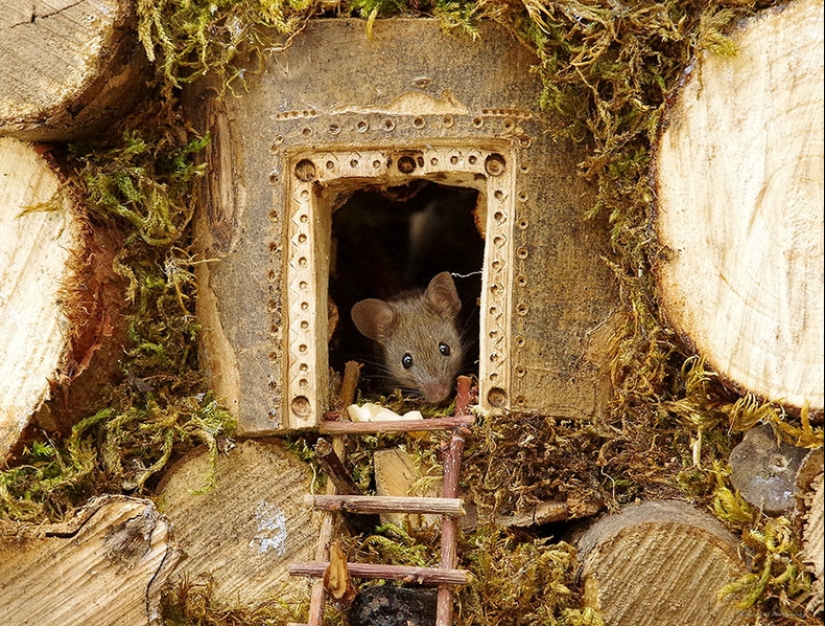 Mouse village British photographer Simon Dell