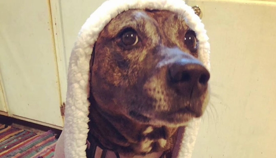 Mujer comparte video de su perro pidiéndole un 'baño' a su mejor amigo gato, se vuelve viral en línea