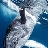 Nature Photography: The 22 Best Images Of The Tokyo International Foto Awards 2023 Nature Photography: The 22 Best Images Of The Tokyo International Foto Awards 2023