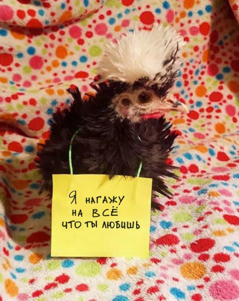 Naughty chickens who have the courage to confess their sins