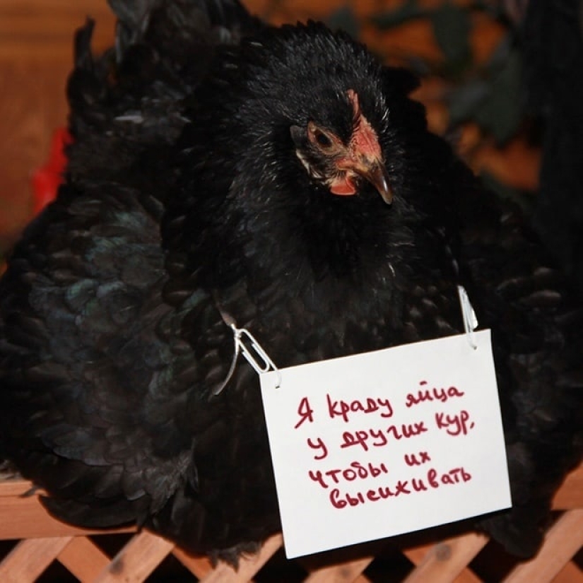 Naughty chickens who have the courage to confess their sins
