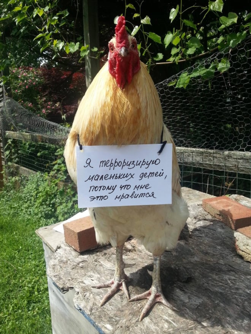 Naughty chickens who have the courage to confess their sins