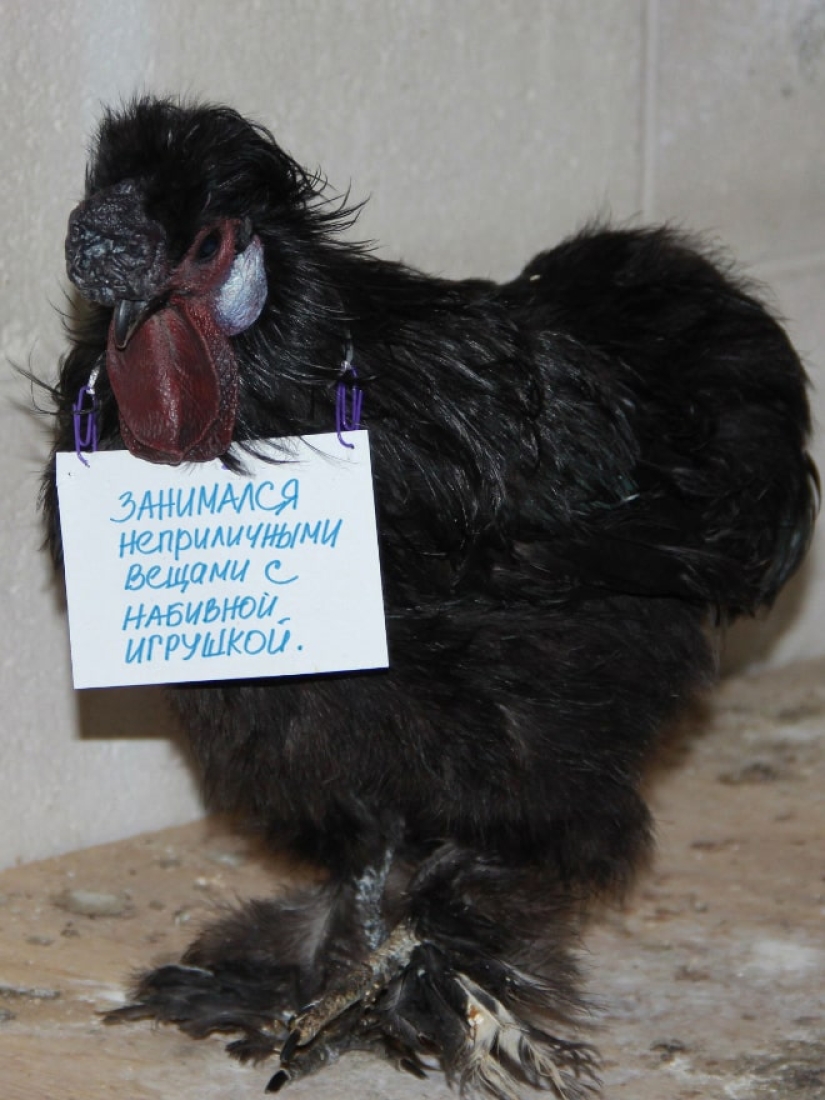 Naughty chickens who have the courage to confess their sins