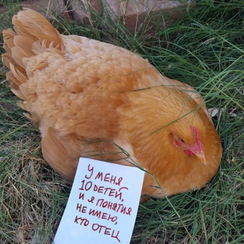 Naughty chickens who have the courage to confess their sins