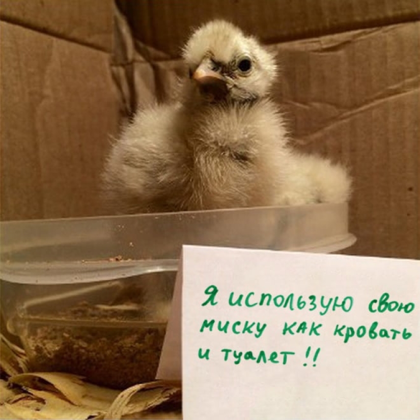 Naughty chickens who have the courage to confess their sins