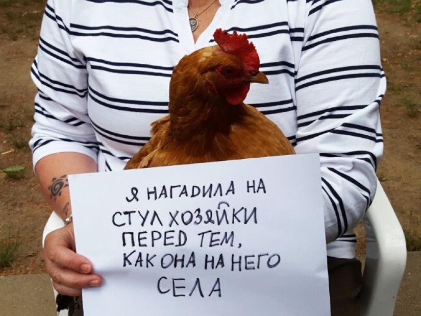 Naughty chickens who have the courage to confess their sins
