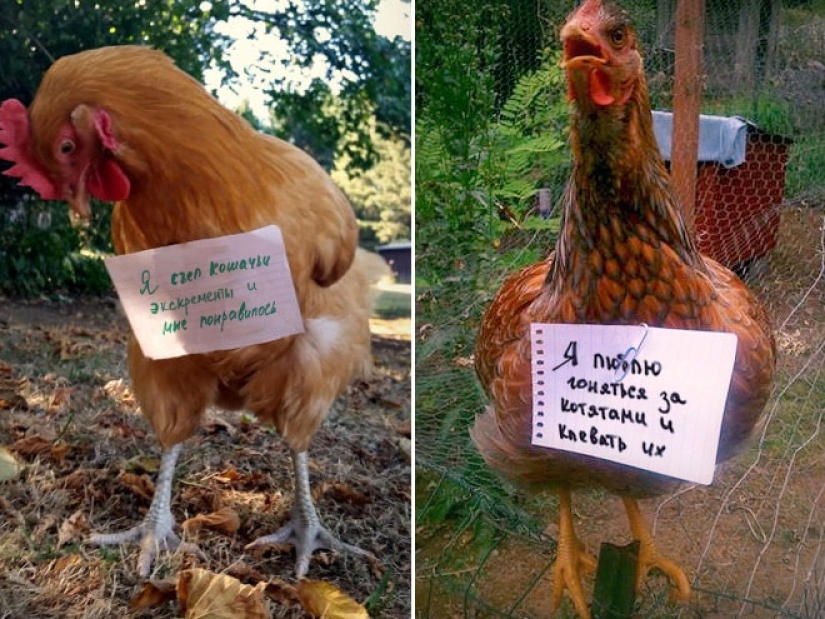 Naughty chickens who have the courage to confess their sins