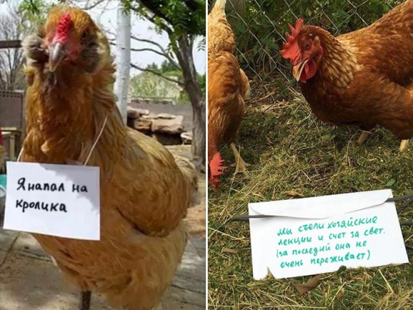 Naughty chickens who have the courage to confess their sins