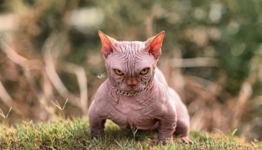 New breed of 'bulldog cats' sparks protests from animal rights activists New breed of 'bulldog cats' sparks protests from animal rights activists