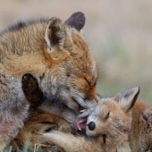 “No estaba gorda después de todo”: 10 fotos saludables de padres animales y sus bebés “No estaba gorda después de todo”: 10 fotos saludables de padres animales y sus bebés