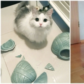 No, not ashamed: 35 Pets who were caught in a blatant crimes No, not ashamed: 35 Pets who were caught in a blatant crimes