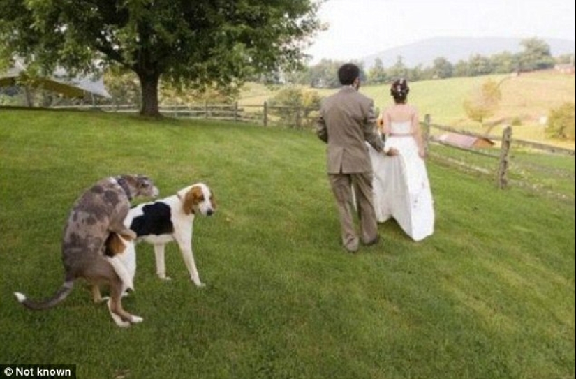 No puedes pensar en ello a propósito: las peores fotos de boda que definitivamente no se mostrarán a los invitados No puedes pensar en ello a propósito: las peores fotos de boda que definitivamente no se mostrarán a los invitados