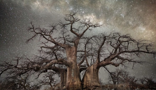 "Noches de diamantes" de la fotógrafa Beth Moon-árboles viejos bajo el cielo estrellado