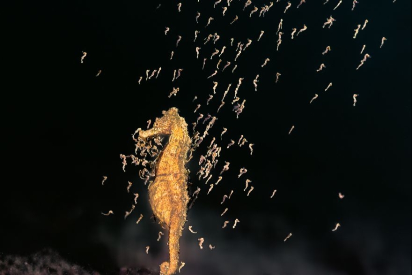 Ocean Art Contest 2023: 12 imágenes que muestran comportamientos nunca antes vistos, escenas cautivadoras de Blackwater y más Ocean Art Contest 2023: 12 imágenes que muestran comportamientos nunca antes vistos, escenas cautivadoras de Blackwater y más