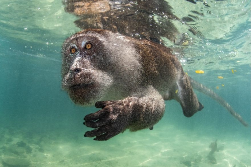 Ocean Art Contest 2023: 12 imágenes que muestran comportamientos nunca antes vistos, escenas cautivadoras de Blackwater y más Ocean Art Contest 2023: 12 imágenes que muestran comportamientos nunca antes vistos, escenas cautivadoras de Blackwater y más