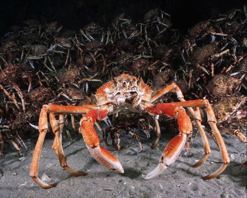 Ocean Art Contest 2023: 12 imágenes que muestran comportamientos nunca antes vistos, escenas cautivadoras de Blackwater y más Ocean Art Contest 2023: 12 imágenes que muestran comportamientos nunca antes vistos, escenas cautivadoras de Blackwater y más