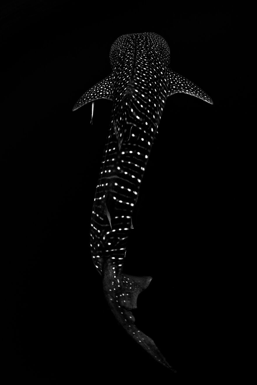 Ocean Art Contest 2023: 12 imágenes que muestran comportamientos nunca antes vistos, escenas cautivadoras de Blackwater y más Ocean Art Contest 2023: 12 imágenes que muestran comportamientos nunca antes vistos, escenas cautivadoras de Blackwater y más