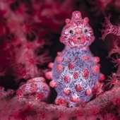 Ocean Art Contest 2023: 12 Images Showcasing Never-Before-Seen Behaviors, Captivating Blackwater Scenes And More Ocean Art Contest 2023: 12 Images Showcasing Never-Before-Seen Behaviors, Captivating Blackwater Scenes And More
