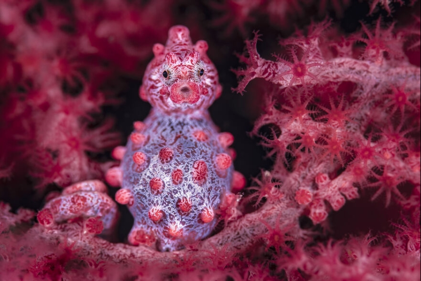 Ocean Art Contest 2023: 12 imágenes que muestran comportamientos nunca antes vistos, escenas cautivadoras de Blackwater y más Ocean Art Contest 2023: 12 imágenes que muestran comportamientos nunca antes vistos, escenas cautivadoras de Blackwater y más