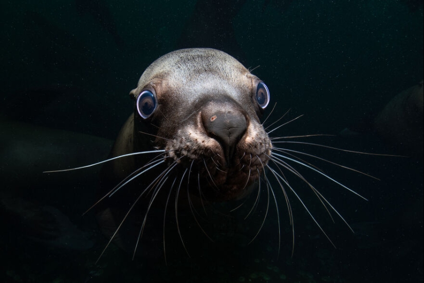 Ocean Art Contest 2023: 12 imágenes que muestran comportamientos nunca antes vistos, escenas cautivadoras de Blackwater y más Ocean Art Contest 2023: 12 imágenes que muestran comportamientos nunca antes vistos, escenas cautivadoras de Blackwater y más