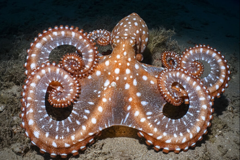 Ocean Art Contest 2023: 12 imágenes que muestran comportamientos nunca antes vistos, escenas cautivadoras de Blackwater y más Ocean Art Contest 2023: 12 imágenes que muestran comportamientos nunca antes vistos, escenas cautivadoras de Blackwater y más