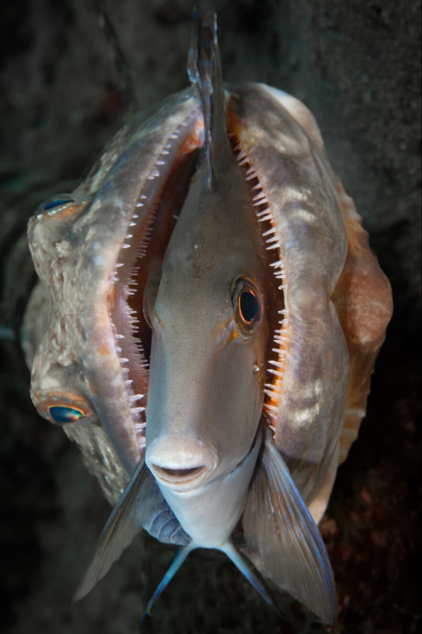 Ocean Art Contest 2023: 12 imágenes que muestran comportamientos nunca antes vistos, escenas cautivadoras de Blackwater y más Ocean Art Contest 2023: 12 imágenes que muestran comportamientos nunca antes vistos, escenas cautivadoras de Blackwater y más