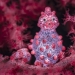 Ocean Art Contest 2023: 12 Images Showcasing Never-Before-Seen Behaviors, Captivating Blackwater Scenes And More