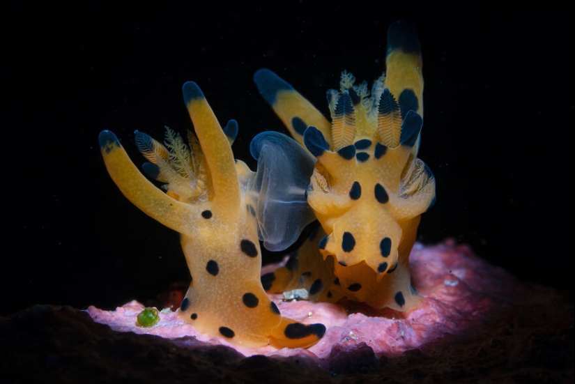 Ocean Art Contest 2023: 12 imágenes que muestran comportamientos nunca antes vistos, escenas cautivadoras de Blackwater y más Ocean Art Contest 2023: 12 imágenes que muestran comportamientos nunca antes vistos, escenas cautivadoras de Blackwater y más