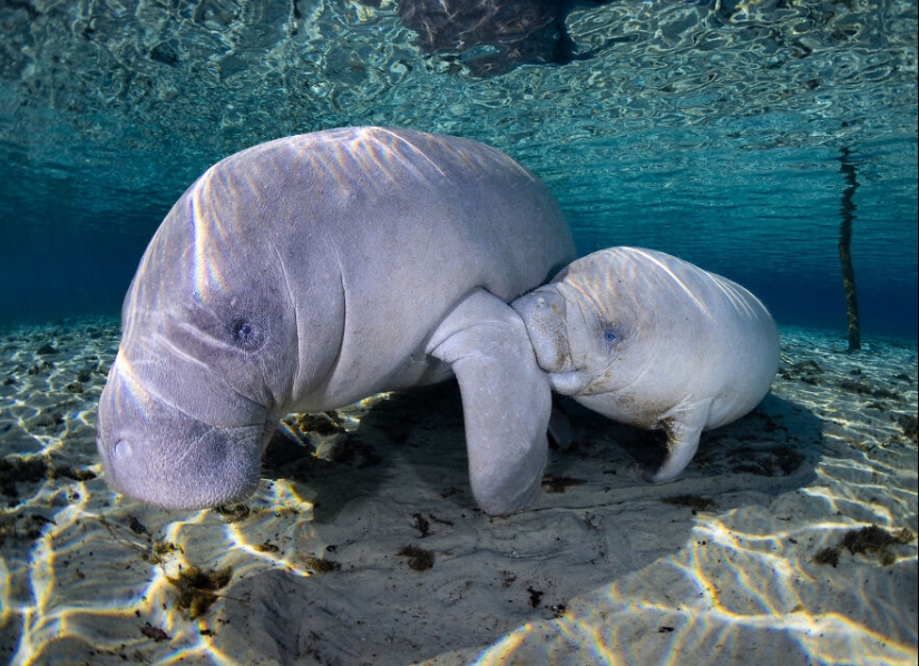 Ocean Art Contest 2023: 12 imágenes que muestran comportamientos nunca antes vistos, escenas cautivadoras de Blackwater y más Ocean Art Contest 2023: 12 imágenes que muestran comportamientos nunca antes vistos, escenas cautivadoras de Blackwater y más