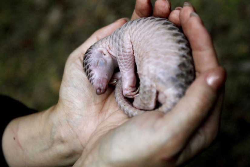 Pangolines para bebés increíblemente lindos que han existido durante 80 millones de años Pangolines para bebés increíblemente lindos que han existido durante 80 millones de años