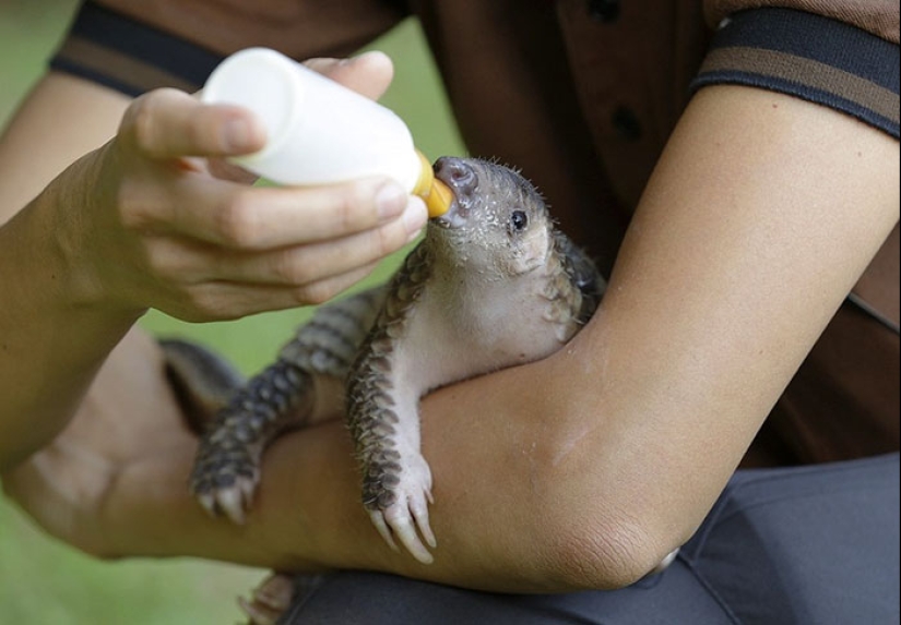 Pangolines para bebés increíblemente lindos que han existido durante 80 millones de años Pangolines para bebés increíblemente lindos que han existido durante 80 millones de años