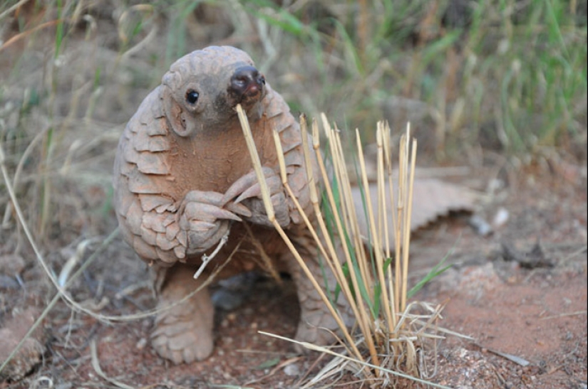 Pangolines para bebés increíblemente lindos que han existido durante 80 millones de años Pangolines para bebés increíblemente lindos que han existido durante 80 millones de años