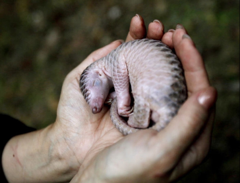 Pangolines para bebés increíblemente lindos que han existido durante 80 millones de años Pangolines para bebés increíblemente lindos que han existido durante 80 millones de años