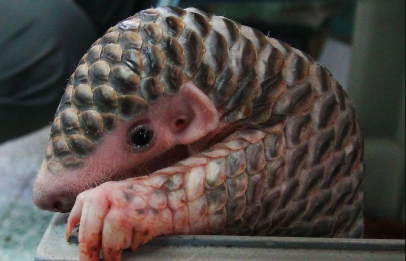 Pangolines para bebés increíblemente lindos que han existido durante 80 millones de años Pangolines para bebés increíblemente lindos que han existido durante 80 millones de años