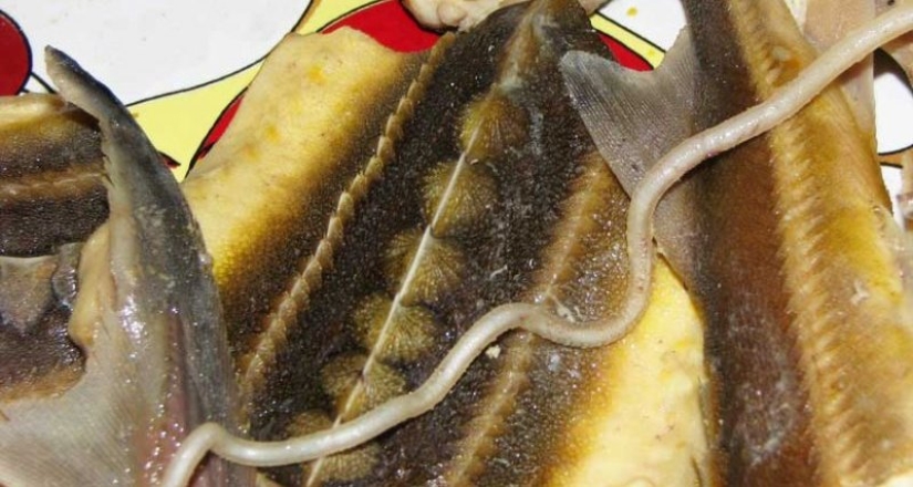 Pasteles de vesiga, la momia de ganso, Limpopo y más de 5 platos inusuales en Rusia Pasteles de vesiga, la momia de ganso, Limpopo y más de 5 platos inusuales en Rusia