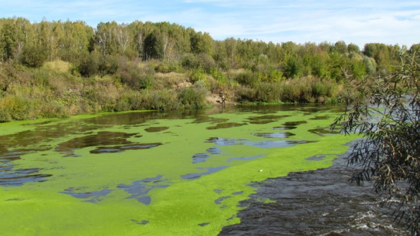 Peligrosos parásitos e infecciones que acechan a los bañistas en nuestros embalses Peligrosos parásitos e infecciones que acechan a los bañistas en nuestros embalses