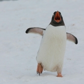 People Share Interesting Wildlife Facts That Not A Lot Of People Know, Here Are The 10 Best Ones People Share Interesting Wildlife Facts That Not A Lot Of People Know, Here Are The 10 Best Ones