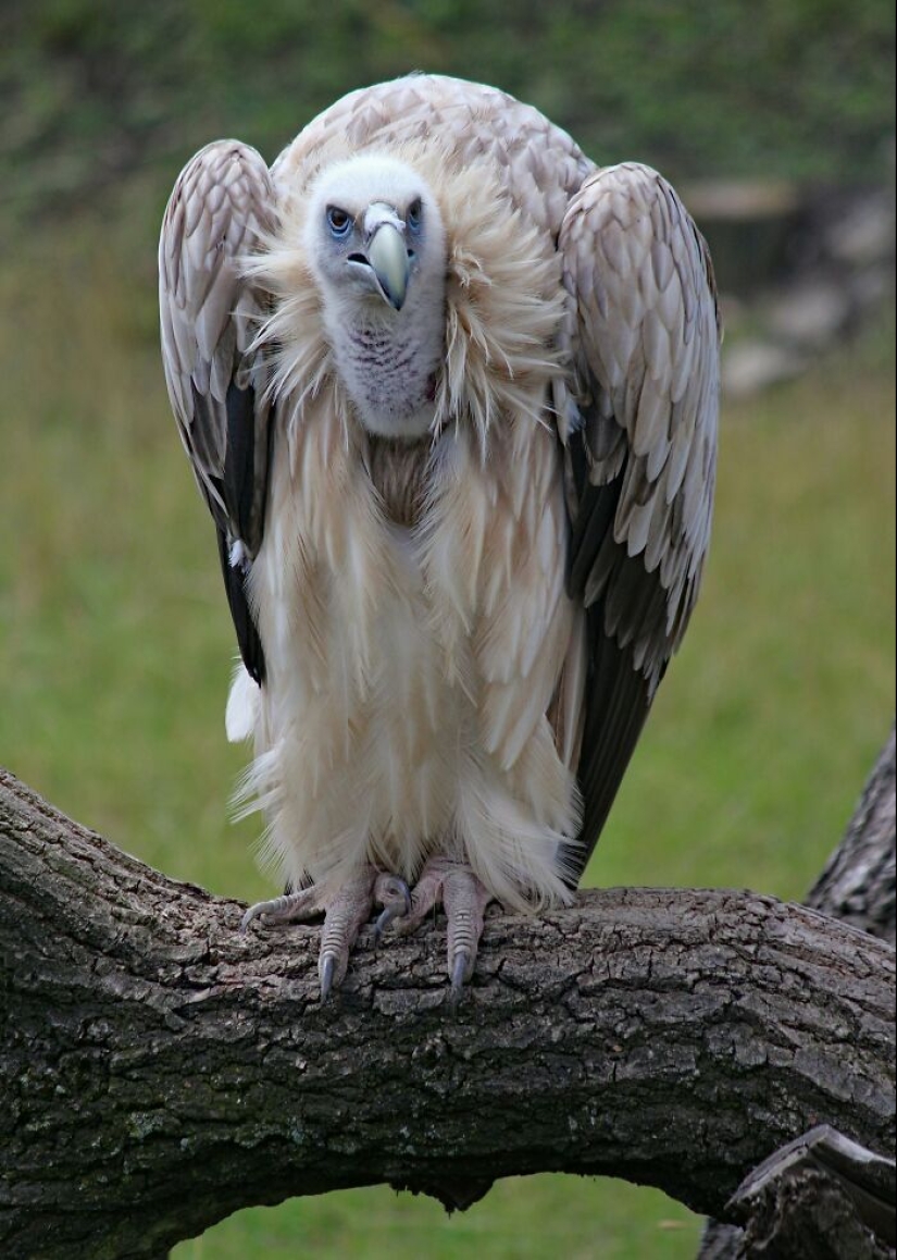 People Share Interesting Wildlife Facts That Not A Lot Of People Know, Here Are The 10 Best Ones
