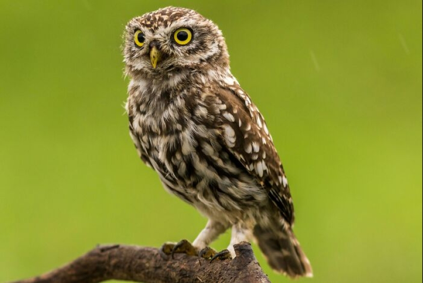 People Share Interesting Wildlife Facts That Not A Lot Of People Know, Here Are The 10 Best Ones